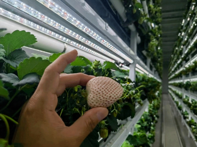 内蒙古草莓植物工厂采用智能LED光源模拟太阳光谱
